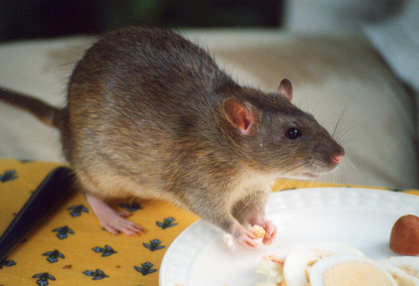 rat on the table eating