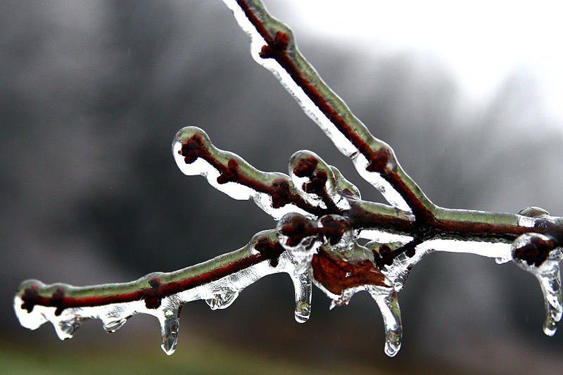 ice on a bare tree branch