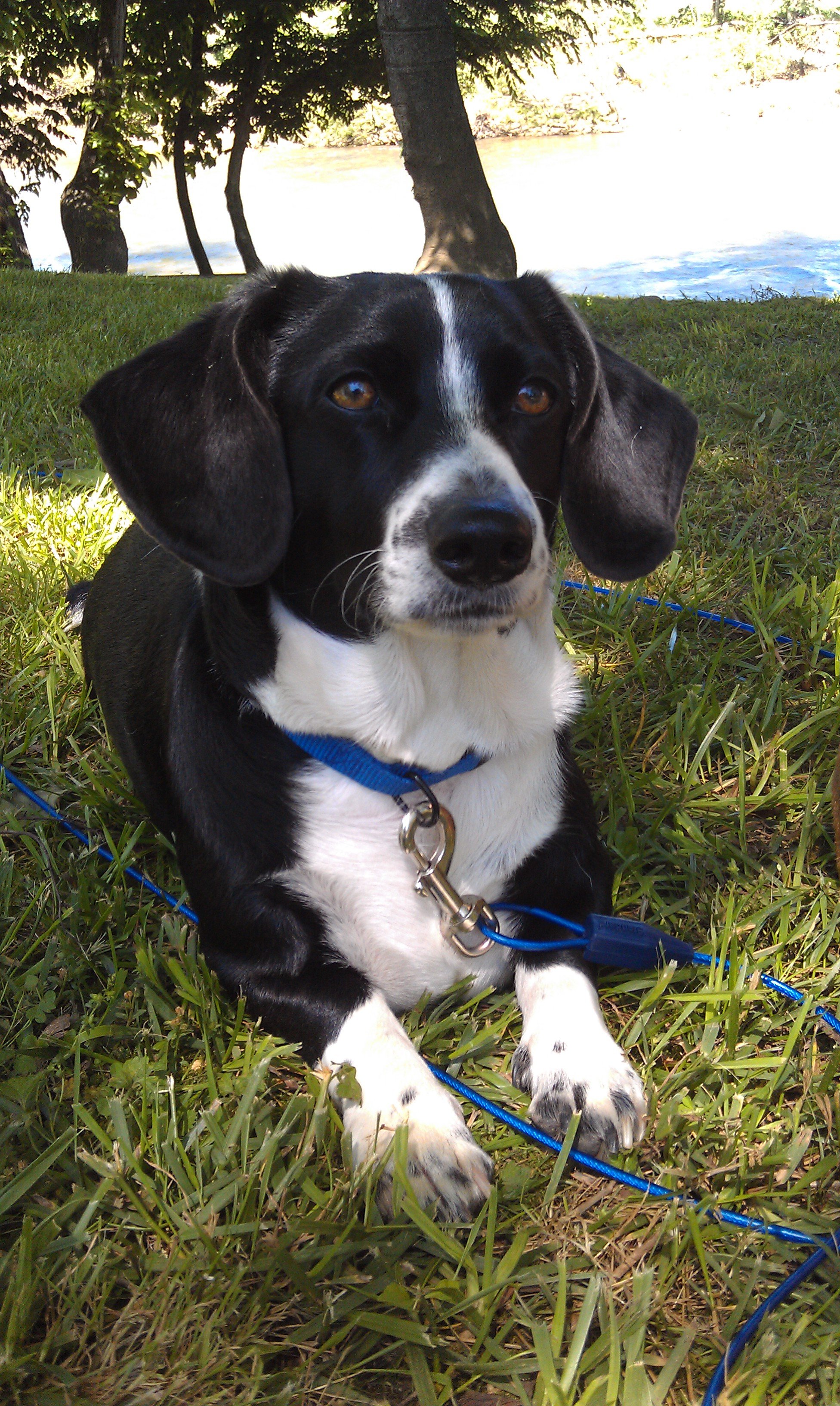 black and white dog laying in the grass