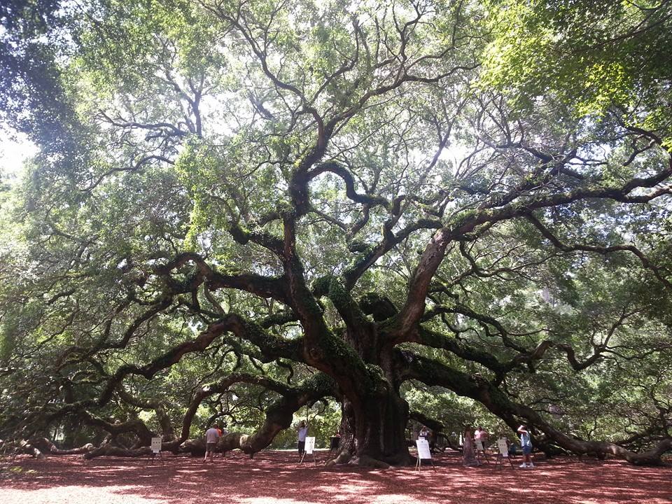 angel oak, john's island sc