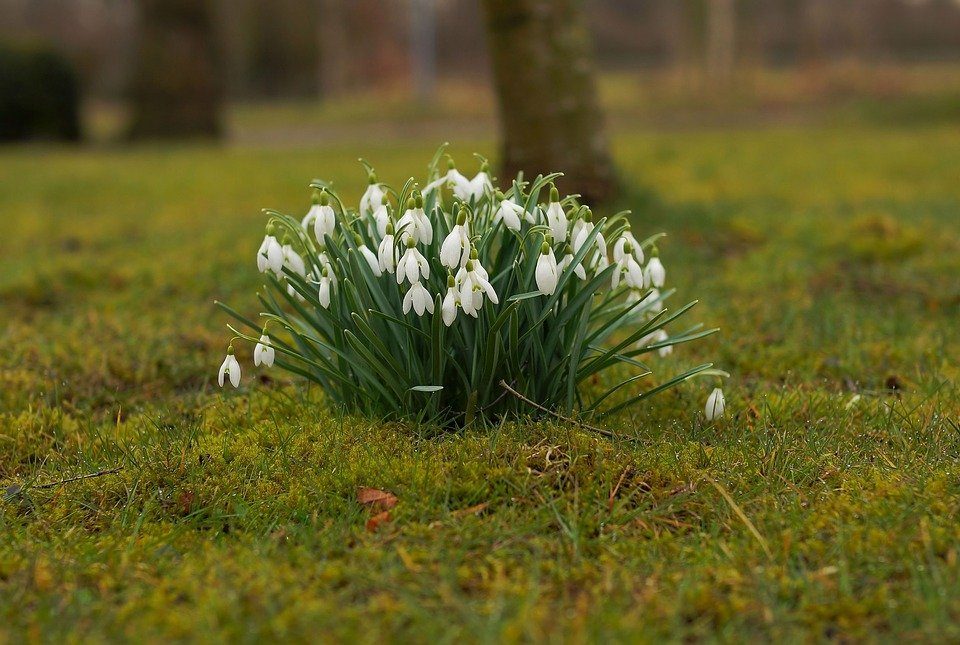 spring flowers